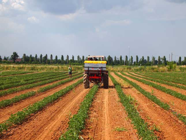 Fertilizzazione a rateo variabile pomodoro e mais